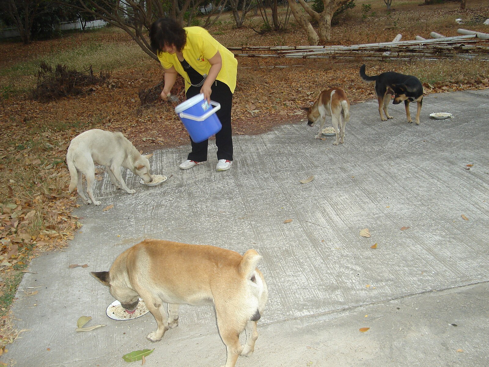 Feeding dogs. Попечители животных. File Dog jpg Wikimedia Commons.