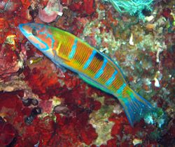 250px-Female_Thalassoma_pavo.JPG