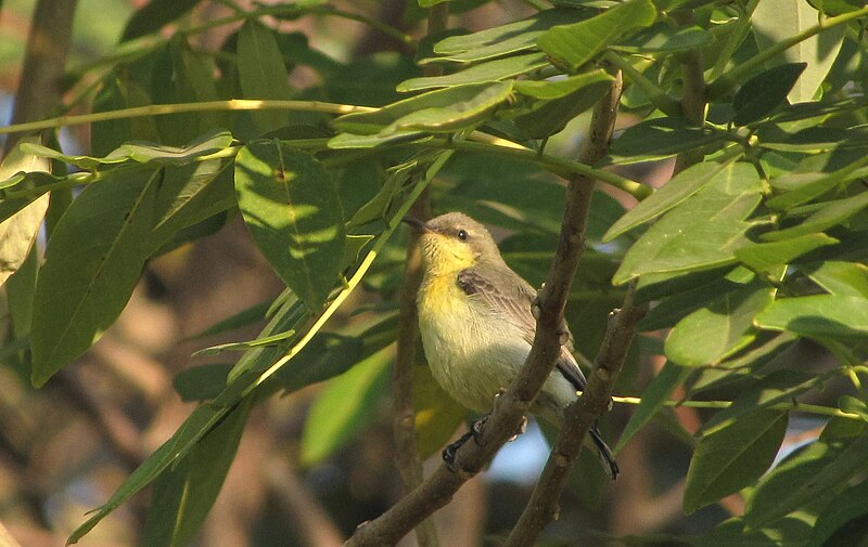 File:Female purple sunbird.jpg