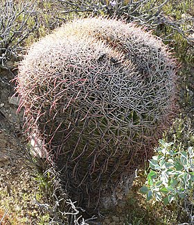 Ferocactus cylindraceus