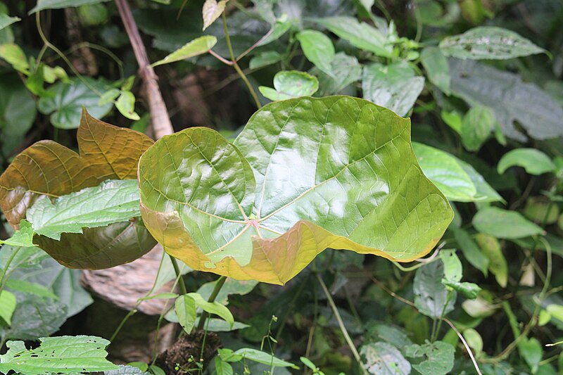 File:Feuilles de la flore a Agou 02.jpg