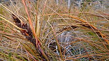 close up of a grass-like orange coloured plant growing in sand