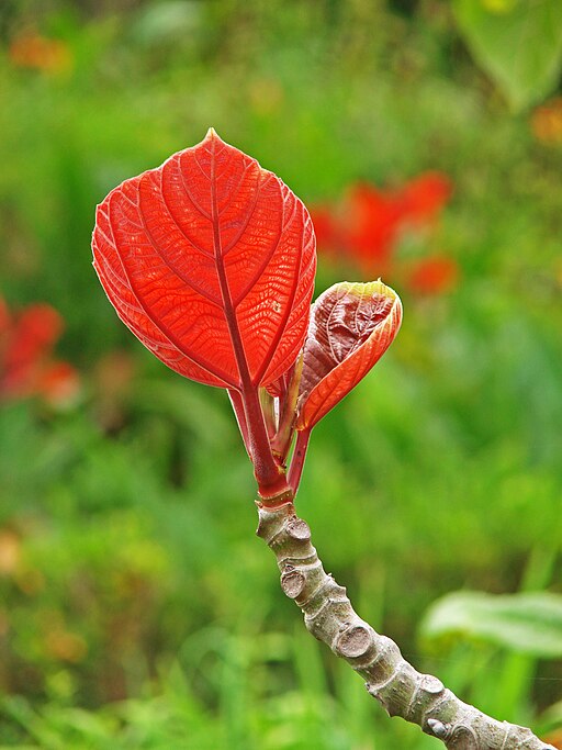 Ficus auriculata 03