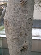 Ficus erecta1.jpg