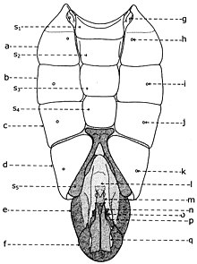 Fig. 17. Abdomen de Sarcophaga  carnaria Bottcher, vu ventralement. Explication de la fig. 17. Abdomen du male de Sarcophaga carnaria Bottcher, vu ventralement. a: tergite I+II; b: tergite III; c: tergite IV; d: tergite V; e: segment génital; f: segment anal; g: spiracle 1; h: spiracle 2; i: spiracle 3; j: spiracle 4; k: spiracle 5; l: chambre génitale; m: phallosome; n: postgonites; o: prégonites; p: paralobes; q: cerques; s1: sternite I; s2: sternite II; s3: sternite III; s4: sternite IV; s5: sternite V.