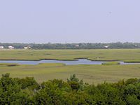 Image of Figure Eight's marshland from the beach side of the island