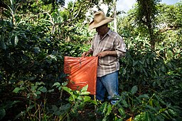 Kaffeodling i Finca La Esperanza