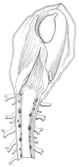 Drawing of heart and open pericardium of Fiona pinnata. There is a ventricle (oval structure on the top) and a part aorta leading from vetricle, auricle (in the centre of the image), "portal heart" (a small tube like structure on the right). The vessels are leading to great median trunk. Fiona pinnata circulatory system.png