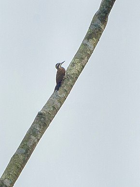 Beskrivelse av Fire-bellied Woodpecker - Ghana image S4E1787 (16222859798) .jpg.