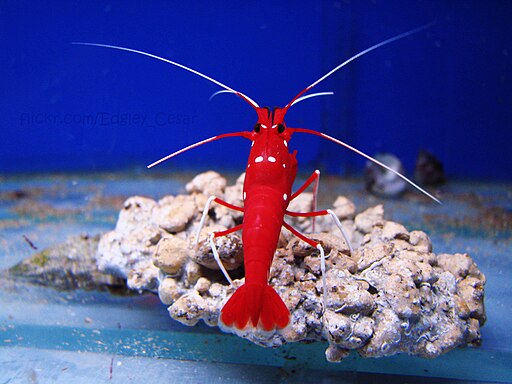 Fire shrimp