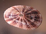 Shell of a Fissurella keyhole limpet Fissurella maxima 002.jpg