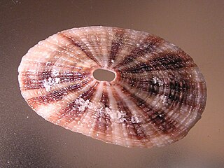 <i>Fissurella maxima</i> Species of gastropod