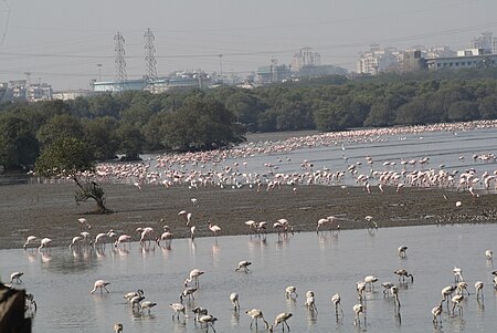 Bird-watching programmes are organized to watch flamingos in Sewri, Mumbai. Flamingos at Mahul Sewree Mudflats Mumbai by Dr. Raju Kasambe.JPG