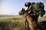 תמונה ממוזערת עבור בעלי חיים בשימוש צבאי וביטחוני בישראל