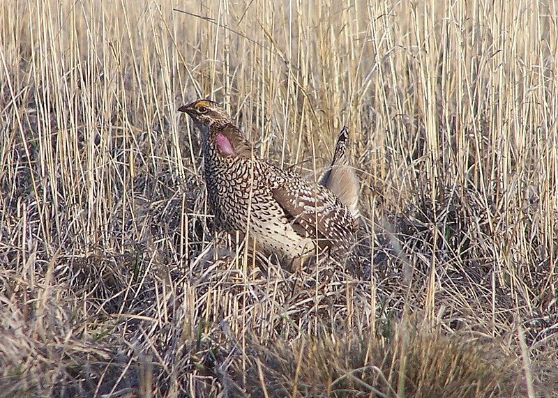 File:Flickr - Oregon Department of Fish & Wildlife - standing sharptail hansen odfw.jpg