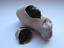 Chert - Wikipedia