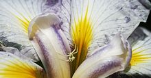 White crab spider waiting to ambush pollinator on plant Flower spider.JPG