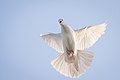 Flying pigeon - Flickr - Anton Vakulenko.jpg