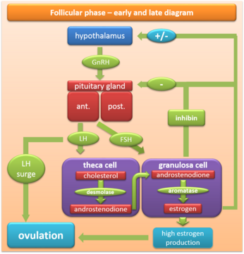 Figure 2. Follicular phase diagram of hormones and their origins Follicular phase diagram - early and late.png