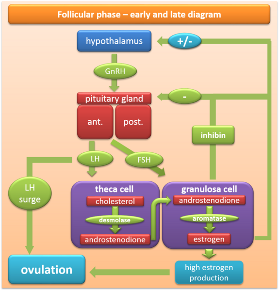 File:Follicular phase diagram - early and late.png