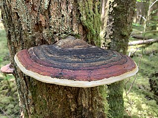 <i>Fomitopsis mounceae</i> Species of fungus