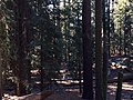 Forest Floor Sequoia National Park2.jpg