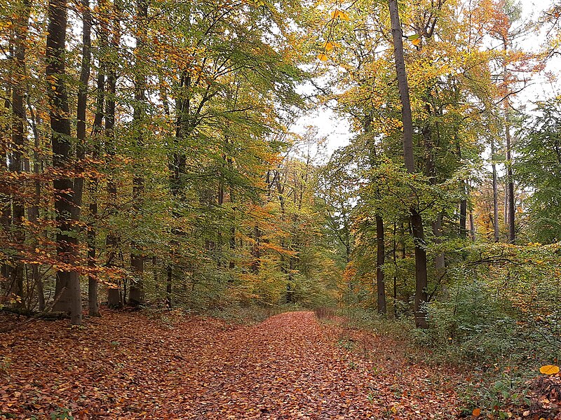 File:Forest path, Ehrenbach.jpg