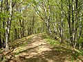 Forest path in the Börzsöny.JPG