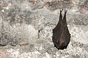 Brown bat