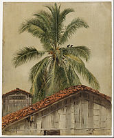 Palmetre og hustak i Ecuador, 1853