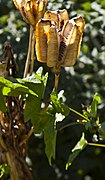 Fritillaria eduardii