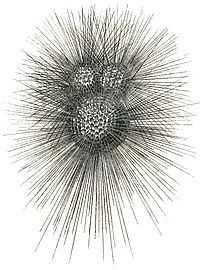 Test of a planktic foraminiferan with defensive spines