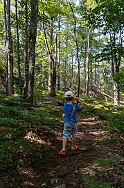 Gabriel carrying a large stick the Thorne Head Preserve Trail, Bath, Maine, US