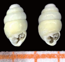 Gastrocopta sp Viernheim.png