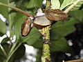 Gastropods land snails mating by Raju Kasambe DSCN7215 11.jpg