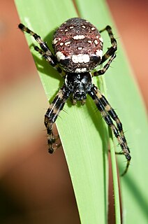 <i>Gea</i> (spider) Genus of spiders