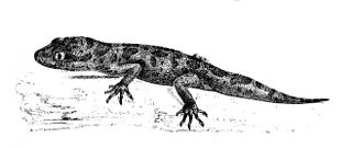 <i>Cyrtodactylus jeyporensis</i> species of reptile
