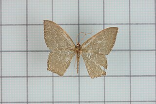 <i>Maxates lactipuncta</i> Species of moth