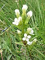 Gentianella campestris white form