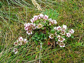 <i>Gentianella concinna</i> Species of flowering plant