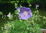 Miniatura per Geranium