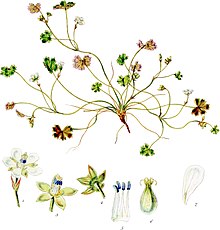 Geranium microphylum-Botany of Antarctica-PL005-0015.jpg