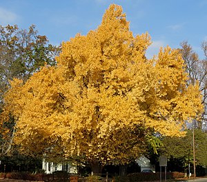 Ginkgo biloba tree in fall colors (Newark, Ohio, USA) (49047727587).jpg