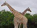 Girafes du Niger 01.jpg