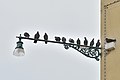 * Nomination Pigeons (Columba livia) on streetlight over Rio di Sant'Eufemia canal on the Giudecca island in Venice --Moroder 02:35, 15 June 2017 (UTC) * Promotion Good quality. -- Johann Jaritz 02:38, 15 June 2017 (UTC)