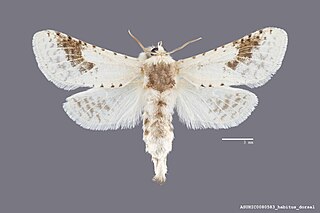 <i>Givira theodori</i> Species of moth