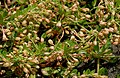 Glinus oppositifolius at Pocharam lake, Andhra Pradesh, India.