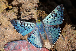 <i>Lasaia agesilas</i> Species of butterfly