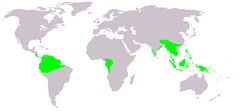 Distribuição das Gnetaceae.