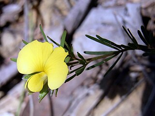 <i>Gompholobium glabratum</i> Species of legume